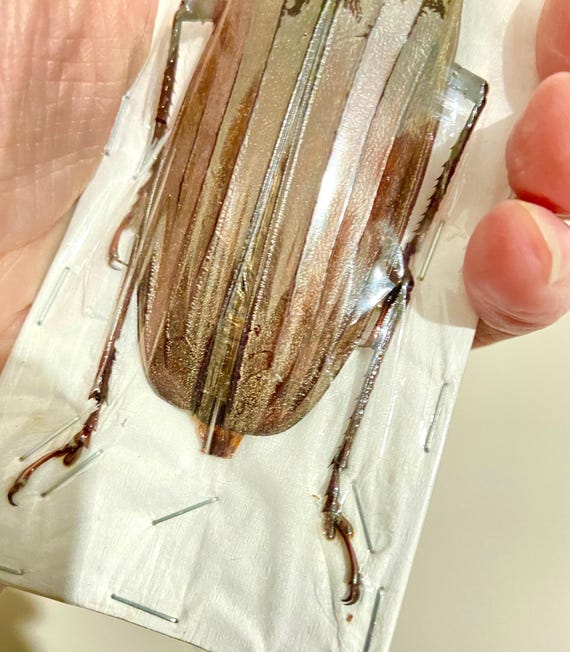 巨大なカミキリムシ（Xixuthrus sp）の実物標本。甲虫。美しい昆虫