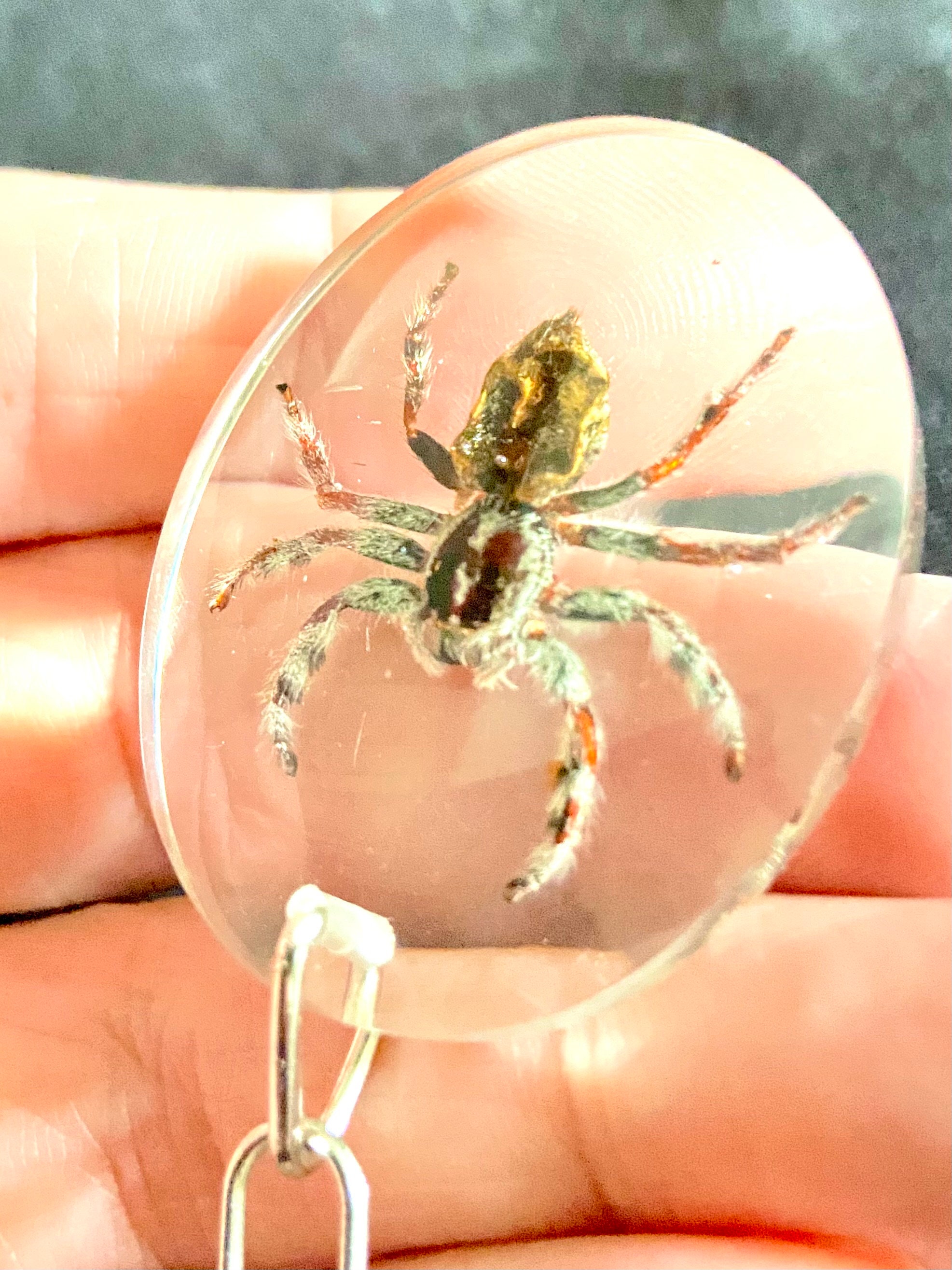 クモのキーホルダー。本物の昆虫。ハエトリグモ。キーホルダー。樹脂製