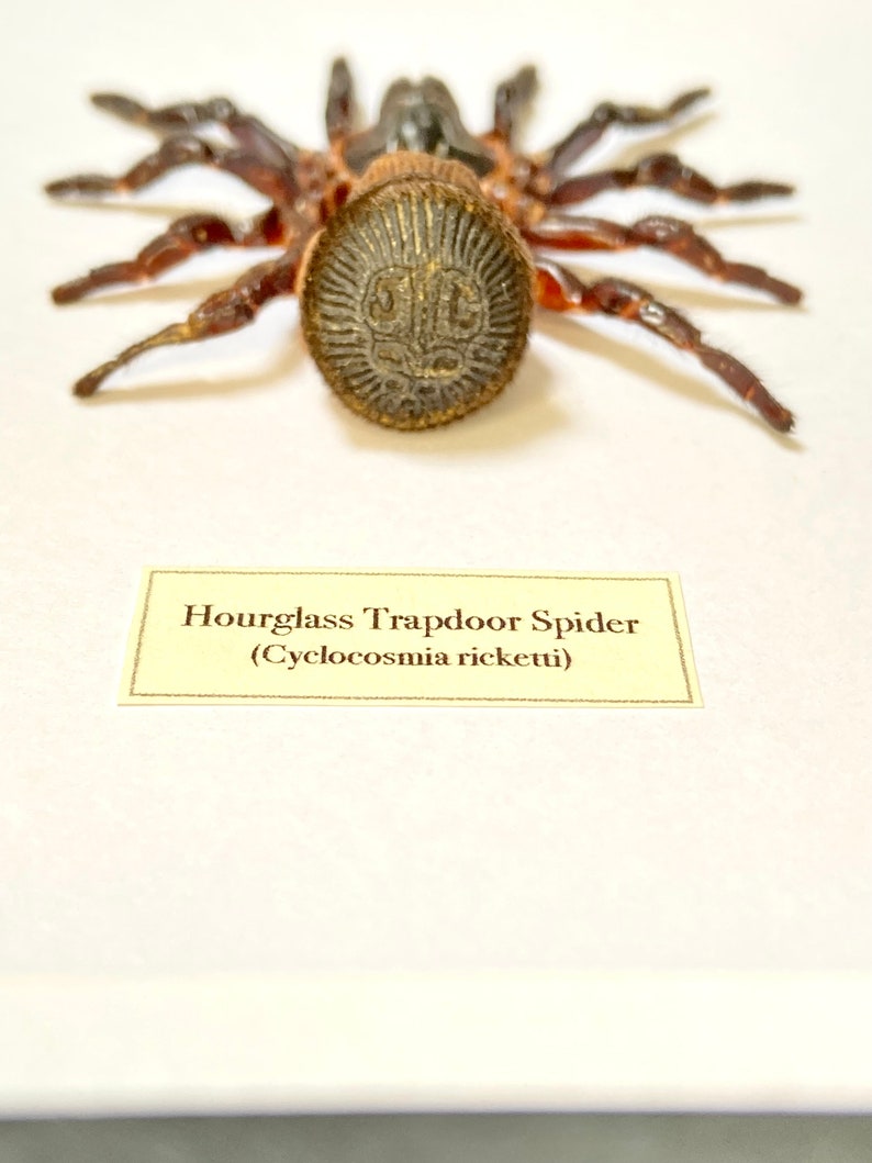 Hourglass Trapdoor Spider Cyclocosmia ricketti framed image 4