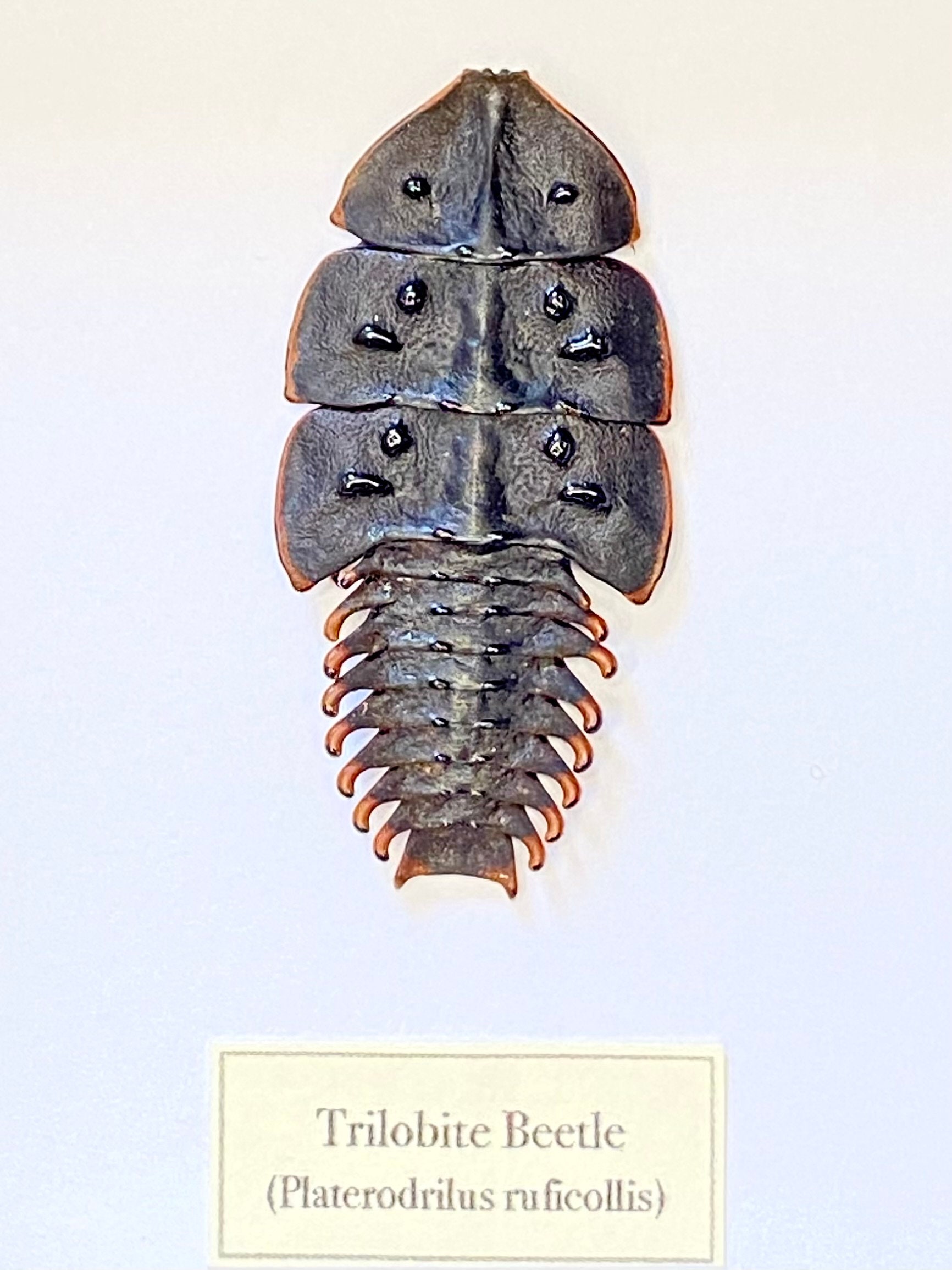 三葉虫。実物標本。昆虫標本。昆虫の美しさ。昆虫学。化石。昆虫