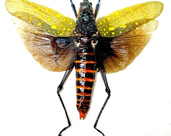 T*R様 珍品 キリギリス標本 キバッタ（Aularches punctatus）の実物昆虫標本 - Etsy 日本