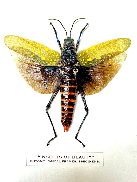 キバッタ（Aularches punctatus）の実物昆虫標本 - Etsy 日本