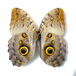 Owl Butterfly. Caligo Brasiliensis. Real butterfly. Real moth. specimen un-set folded.insect sale. wings.taxidermy. Insectsofbeauty. insect