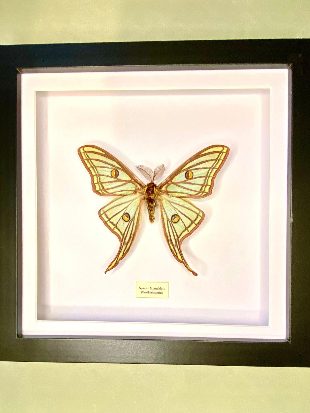 Spanish Moon Moth (graellsia Isabellae) Framed - Etsy
