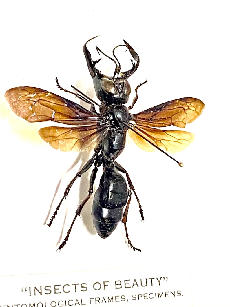 Garunda Insect The King of Wasps (megalara Garuda) Real Specimen. Hornet. Bee. Wasp ...