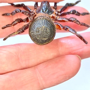 Hourglass Trapdoor Spider Cyclocosmia ricketti framed image 6