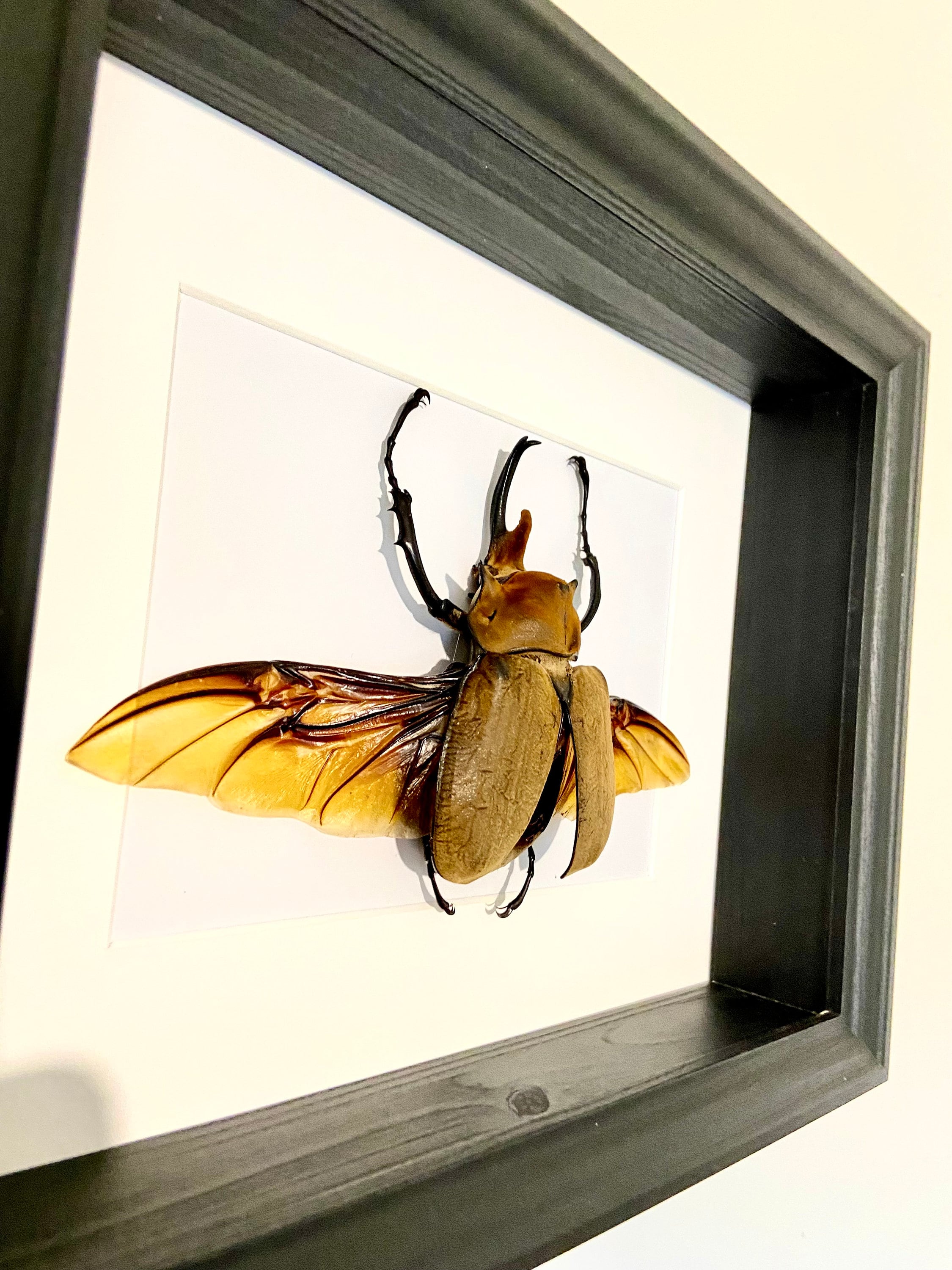 Elephant Insect Elephant Beetle (megasoma Elephas) Real Huge Insect - Etsy