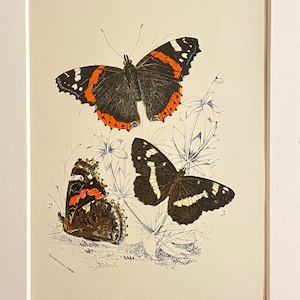Antique Print/Plate 1897 original. Vintage Small Tortoiseshell Butterfly print.