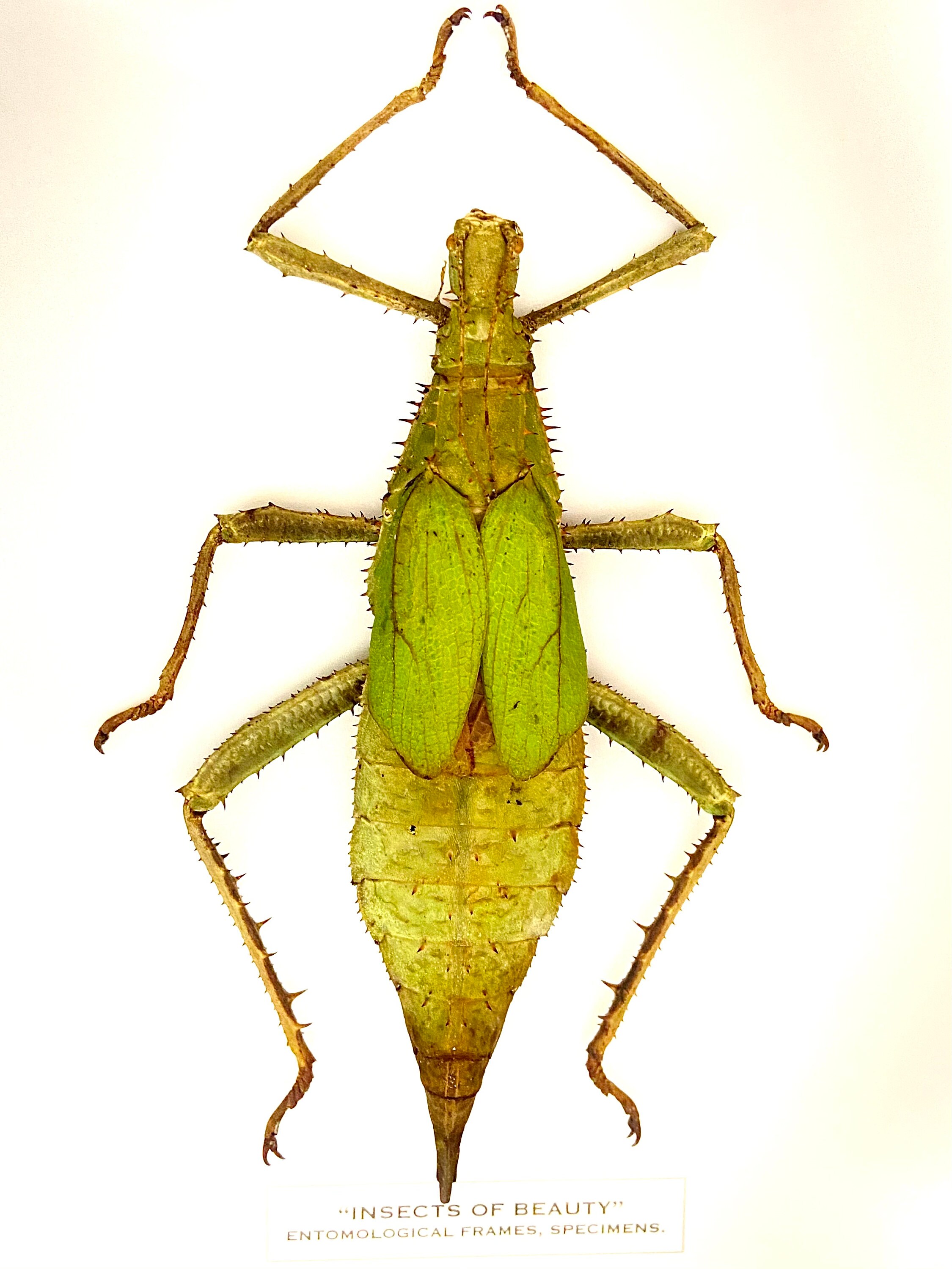 Jungle Nymph (heteropteryx Dilatata) Real Specimen Unframed. - Etsy