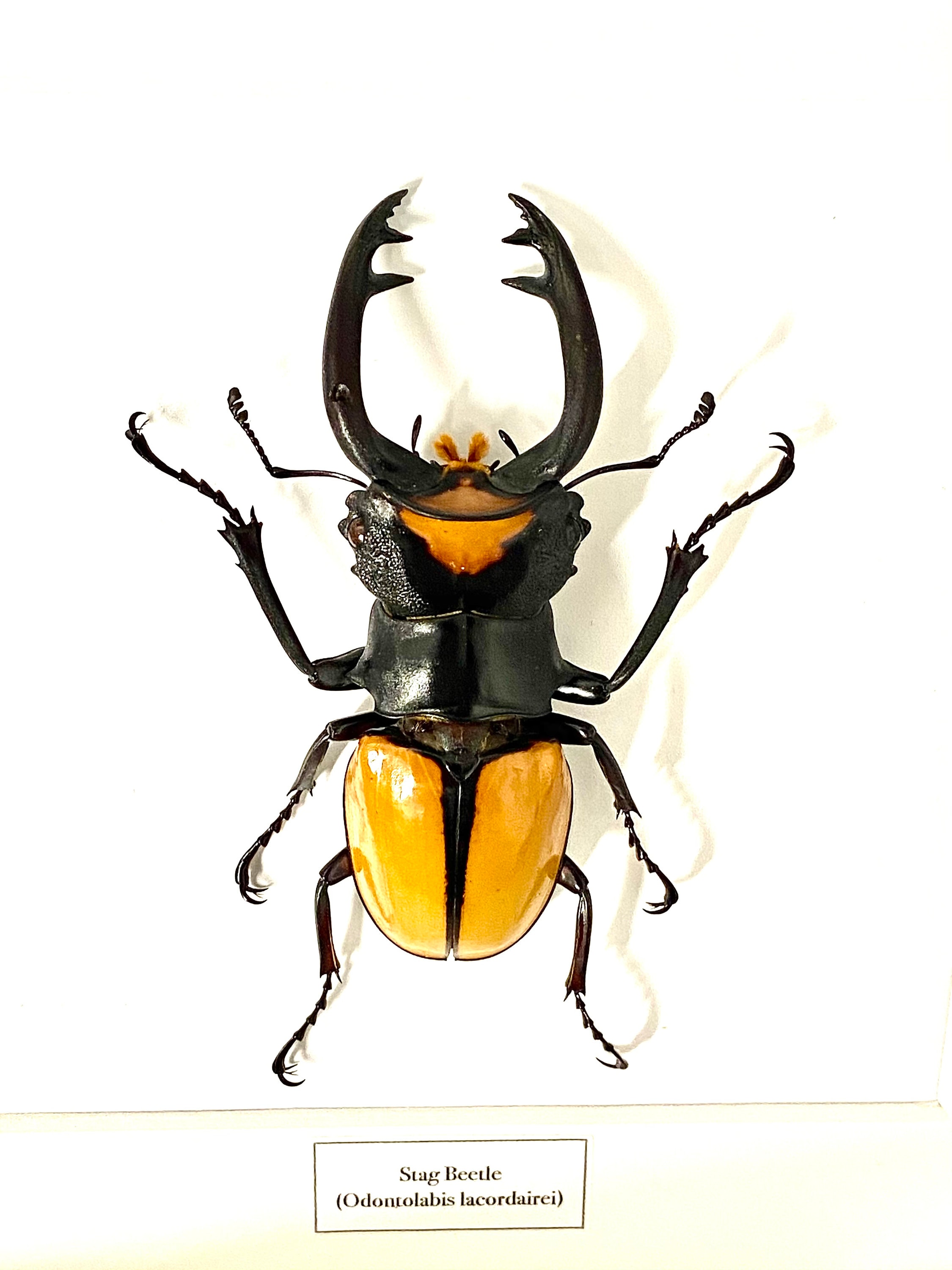 Stag Beetle. (odontolabis Lacordaire) Insect Framed. Real Beetle