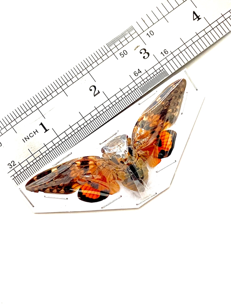 Cicada. Platypleura Mira. Insect. Cigarettes. Real Insect ...