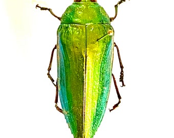 明るい緑色のタマムシ (Callopistus castelnaudi) の実物標本