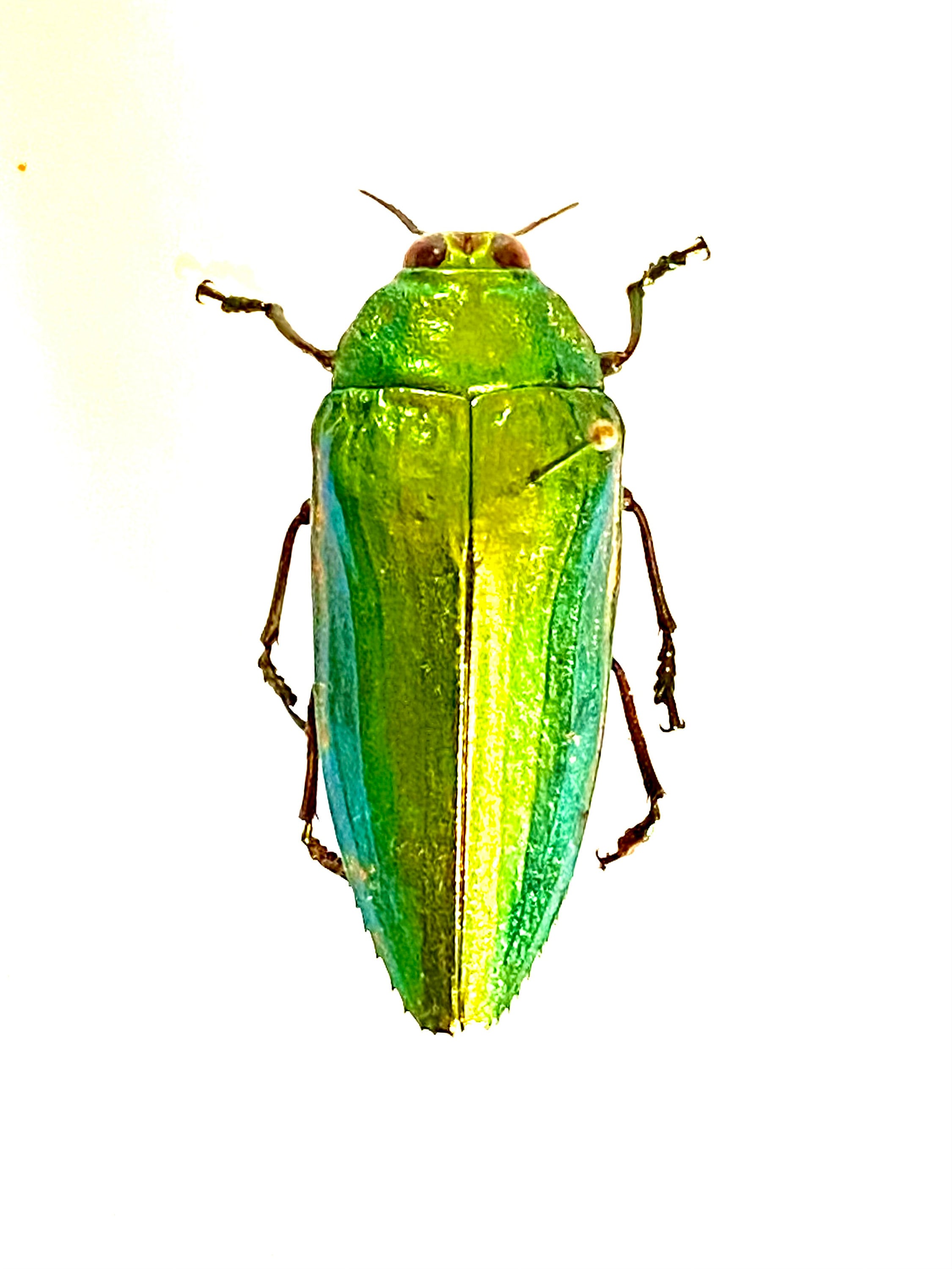 明るい緑色のタマムシ (Callopistus castelnaudi) の実物標本