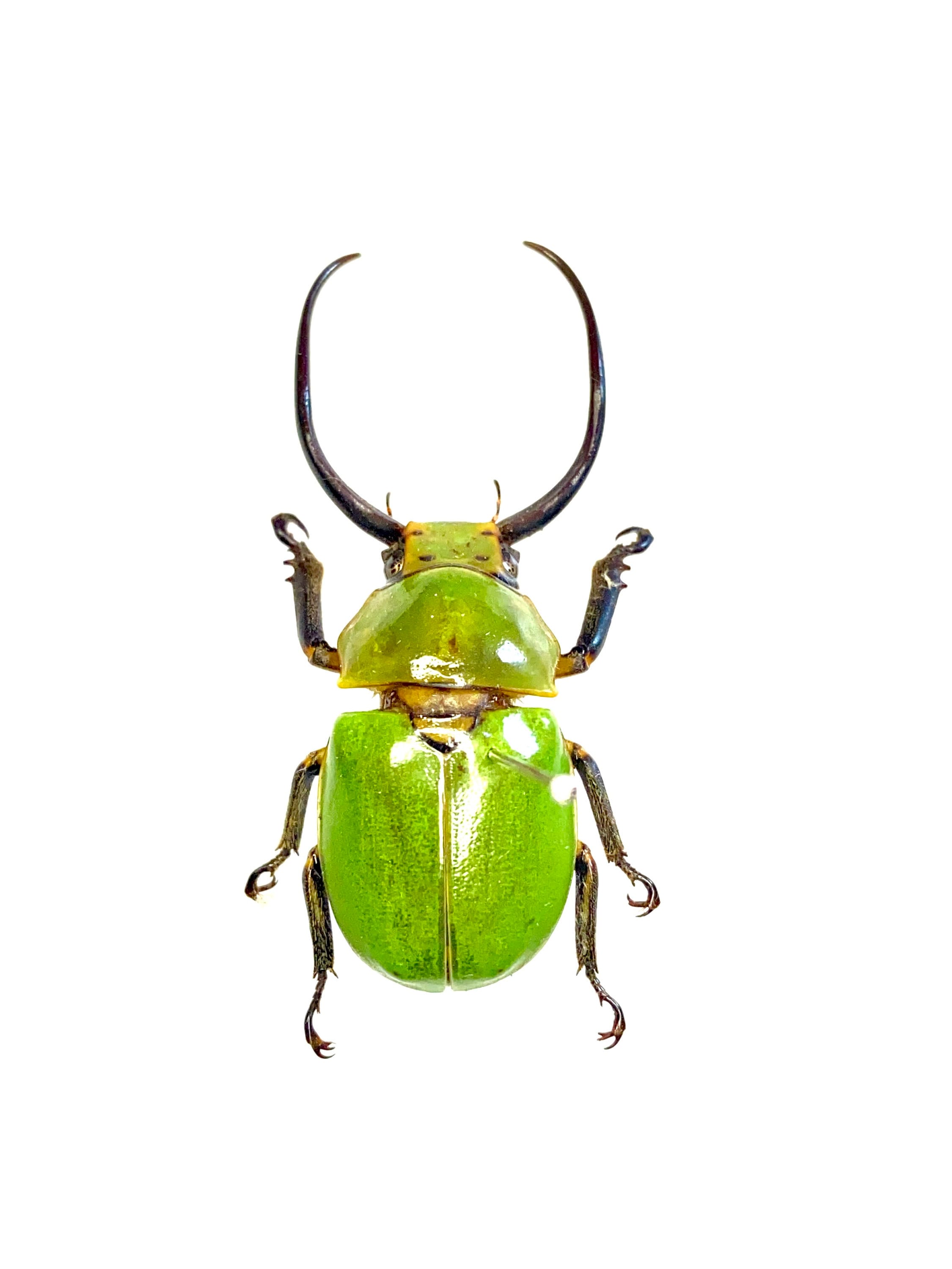 Beetle Specimen (kibakoganea Tamdaoensis) Real Insect.rutelinae