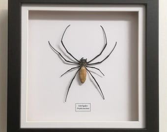 Ragno orb (Nephila vitiana) esemplare reale incorniciato. ragno. ragno reale. aracnide. insetti di bellezza. insetto reale. esemplari di insetti. entomologia