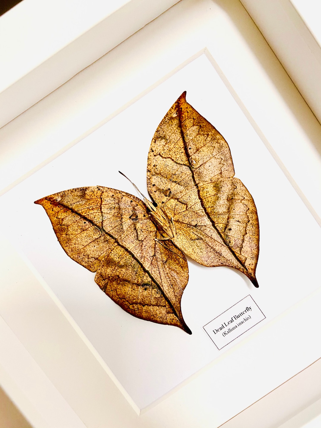 Dead Leaf Butterfly (kallima Inachus) Real Butterfly Framed. - Etsy