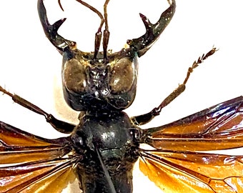 The King of Wasps (megalara Garuda) Real Specimen. Hornet. Bee