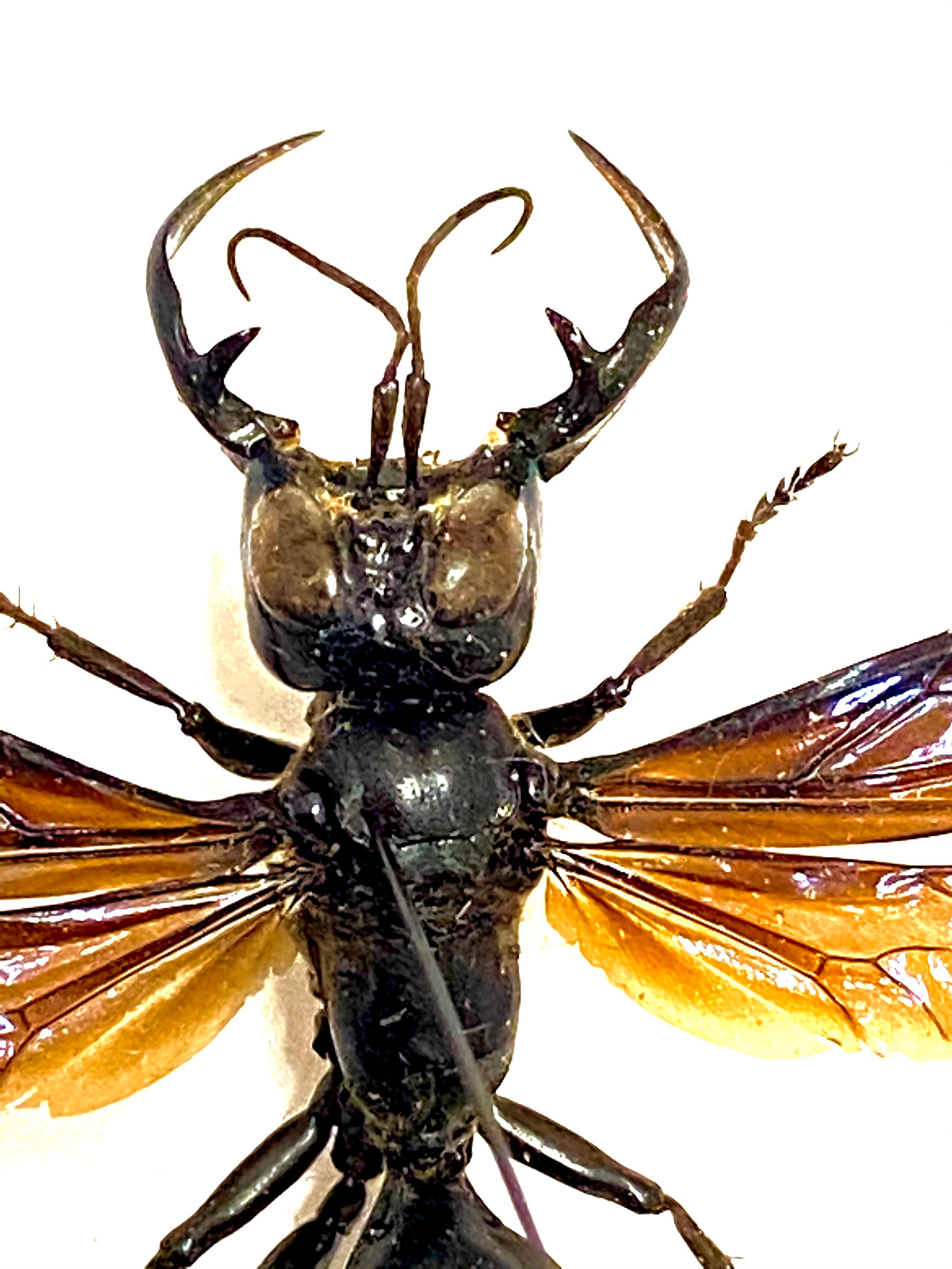 スズメバチの王 (メガラ ガルーダ) の実物標本。スズメバチ