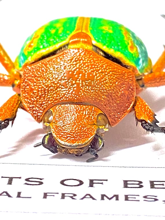 Green Scarab Beetle (chrysina Victoriana) Real Specimen Only