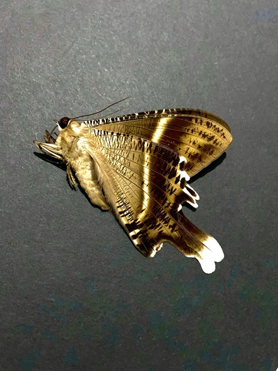 蝶の標本 インドの珍しいアゲハチョウ(A1) 蝶の標本 インドの珍しい