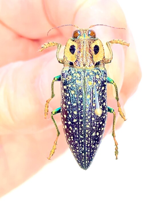 DeliciousTaylormade BeeAroundLil’BEEtle False-eyed Jewel Beetle. Real Specimen - Etsy
