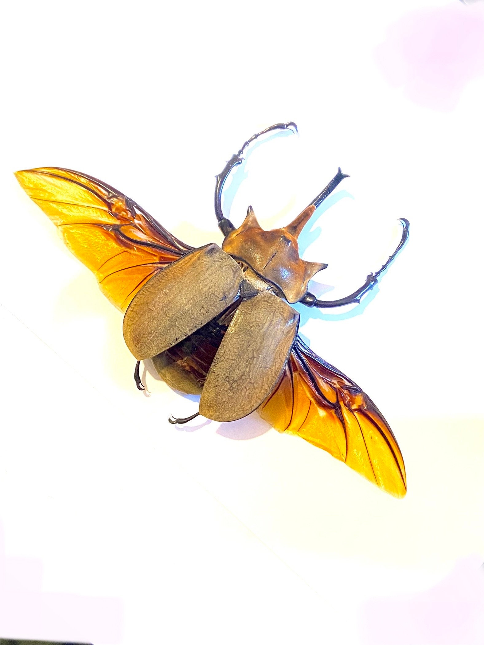 Elephant Insect Elephant Beetle (megasoma Elephas) Real Huge Specimen. Beetle. Insect ...