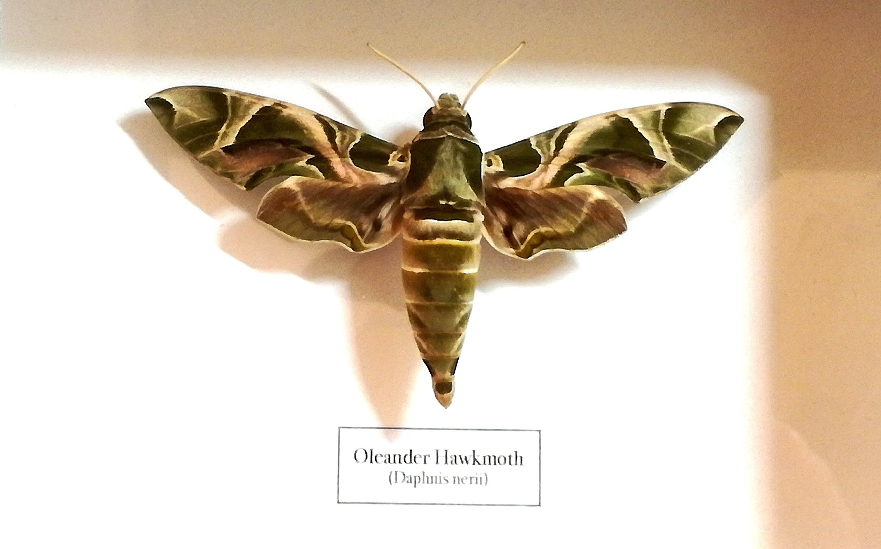 キョウチクトウスズメガ（Daphnis nerii）は、本物の蛾、昆虫学