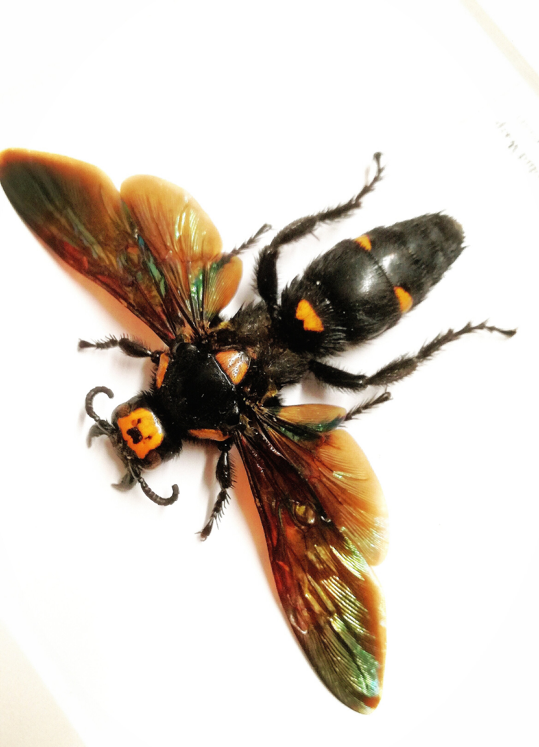 Giant Scoliid Wasp Megascolia procer real insect framed | Etsy