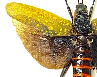 キバッタ（Aularches punctatus）の実物昆虫標本 - Etsy 日本