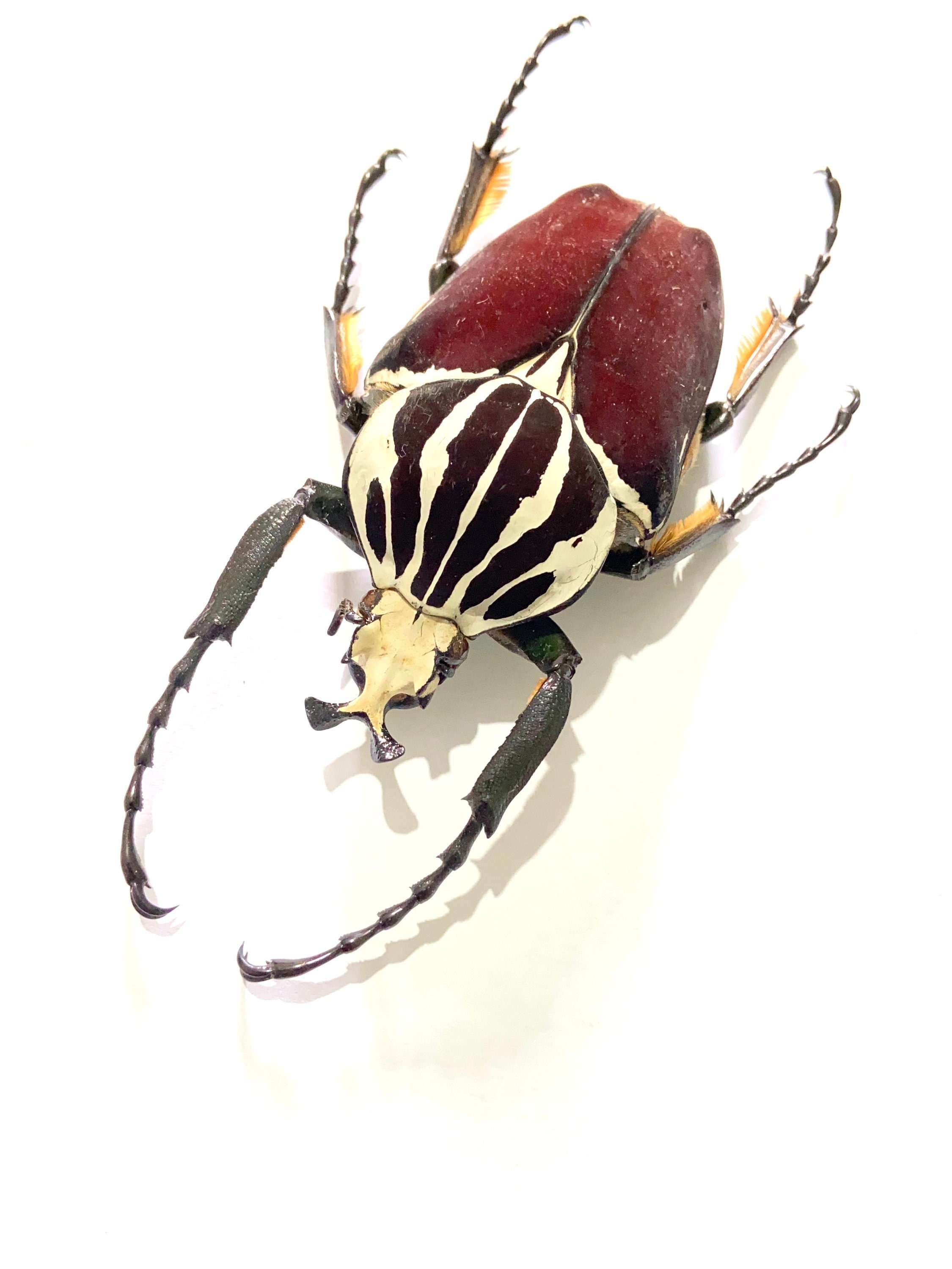 標本 Goliathus goliatus apicalis 65mm CONGO Goliath Beetle (goliathus Apicalis) Real Specimen. Beetle