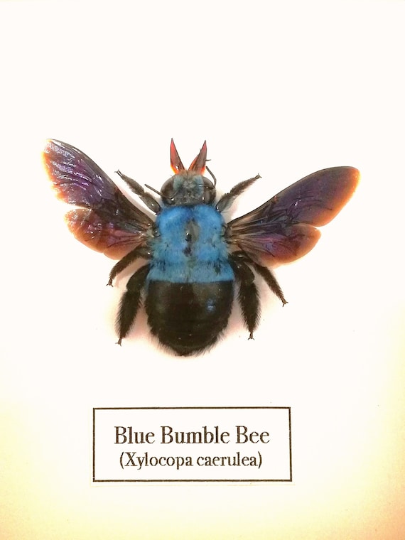 Blue Carpenter Bee Xylocopa caerulea Female Spread Real Insect Taxidermy