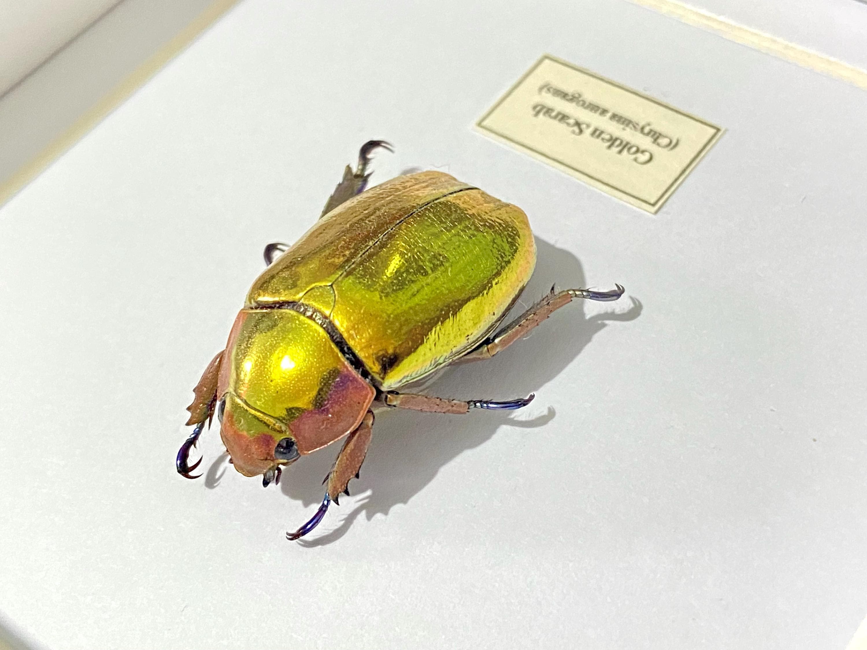 黄金のスカラベ。Aurigans。本物の昆虫標本A1。カブトムシ。スカラベ