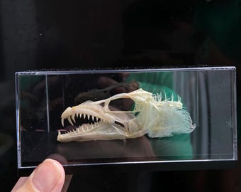Fish Skull. Skeleton. Skull. Taxidermy.
