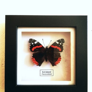 Red Admiral Vanessa atalanta framed. image 3