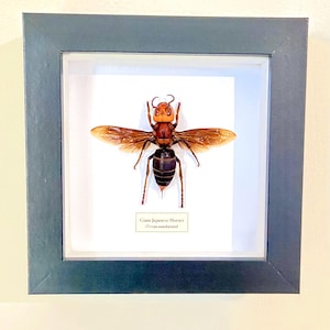 Hornet, Giant Japanese (Vespa mandarinia) yak killer. hornet. wasp .bee. insectsofbeauty. real insect. framed insect. vespidae. insect art