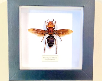 Hornet, Giant Japanese (Vespa mandarinia) yak killer. hornet. wasp .bee. insectsofbeauty. real insect. framed insect. vespidae. insect art
