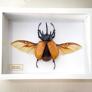 Rhinoceros Beetle.(Eupatorus gracillicornis) Real specimen.framed insects.entomology. Insectsofbeautyuk.coleoptera.