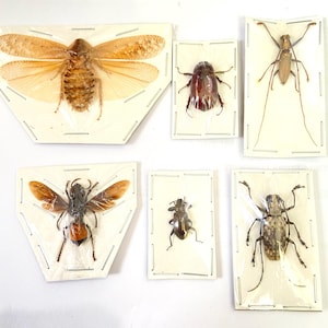 Mixed insect specimens. beetle. real insect.taxidermy. insectsofbeauty. bug. coleoptera. goth. oddities. specimen