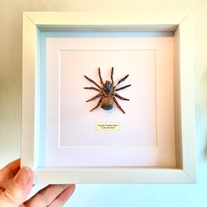 Hourglass Trapdoor Spider Cyclocosmia ricketti framed image 7