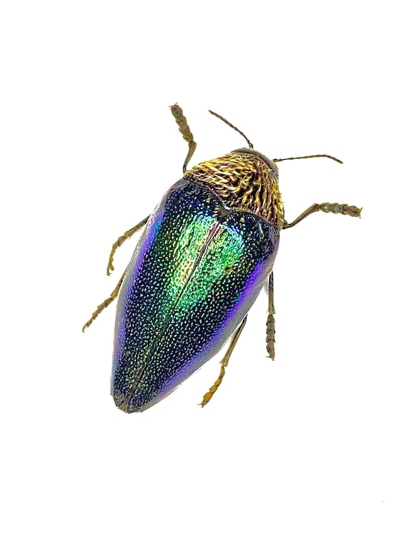 タンザニアのタマムシ　Sternocera tricolor アフリカタマムシ（Sternocera pulchra）本物の昆虫 - Etsy 日本