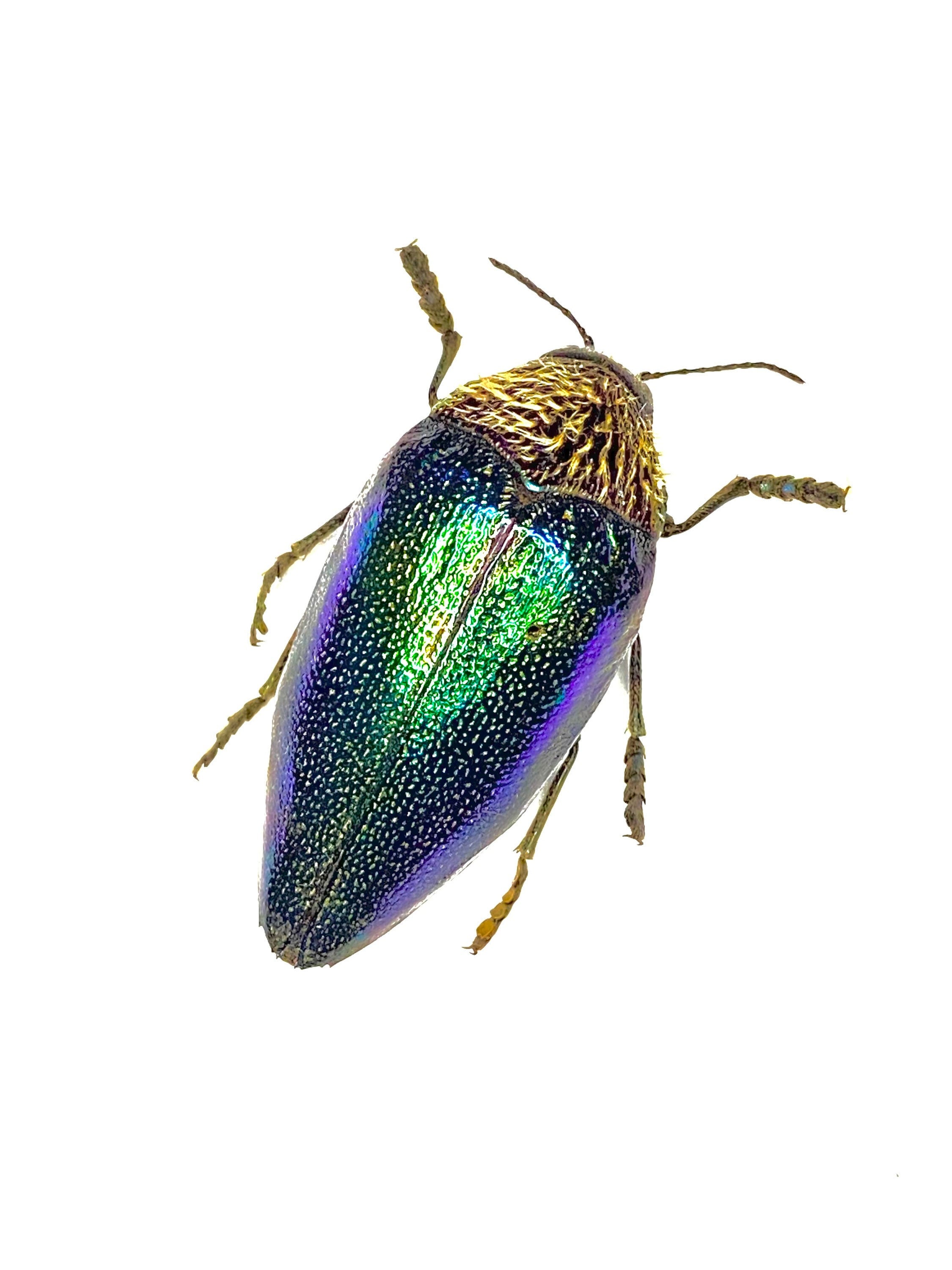 Sternocera syriaca revoili 特大 African Jewel Beetle (sternocera Pulchra) Real Insect - Etsy Canada
