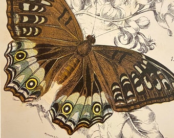 Antique Print/Plate 1897 original. Vintage Orange Tip Butterfly print.