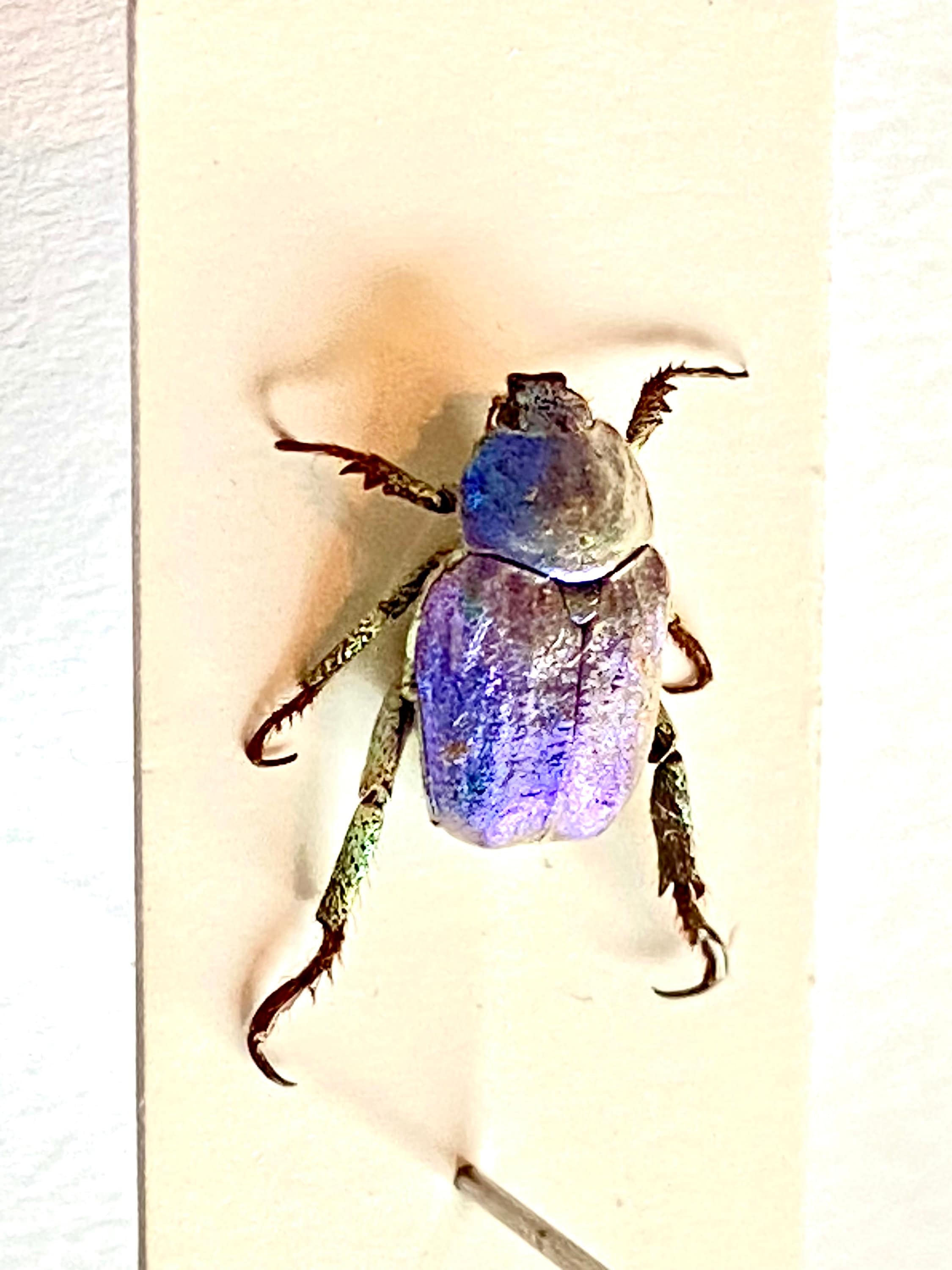 【超美麗種！】HOPLIA COERULEA 標本 5匹セット カナブン 昆虫 ブルースカラベ（Hoplia coerulea）実標本。insectsofbeautyuk。甲虫