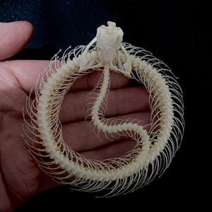 Peut inclure: Un squelette de serpent en gros plan, avec le crâne en haut et les vertèbres formant un cercle. Le squelette est blanc et semble être en bon état.