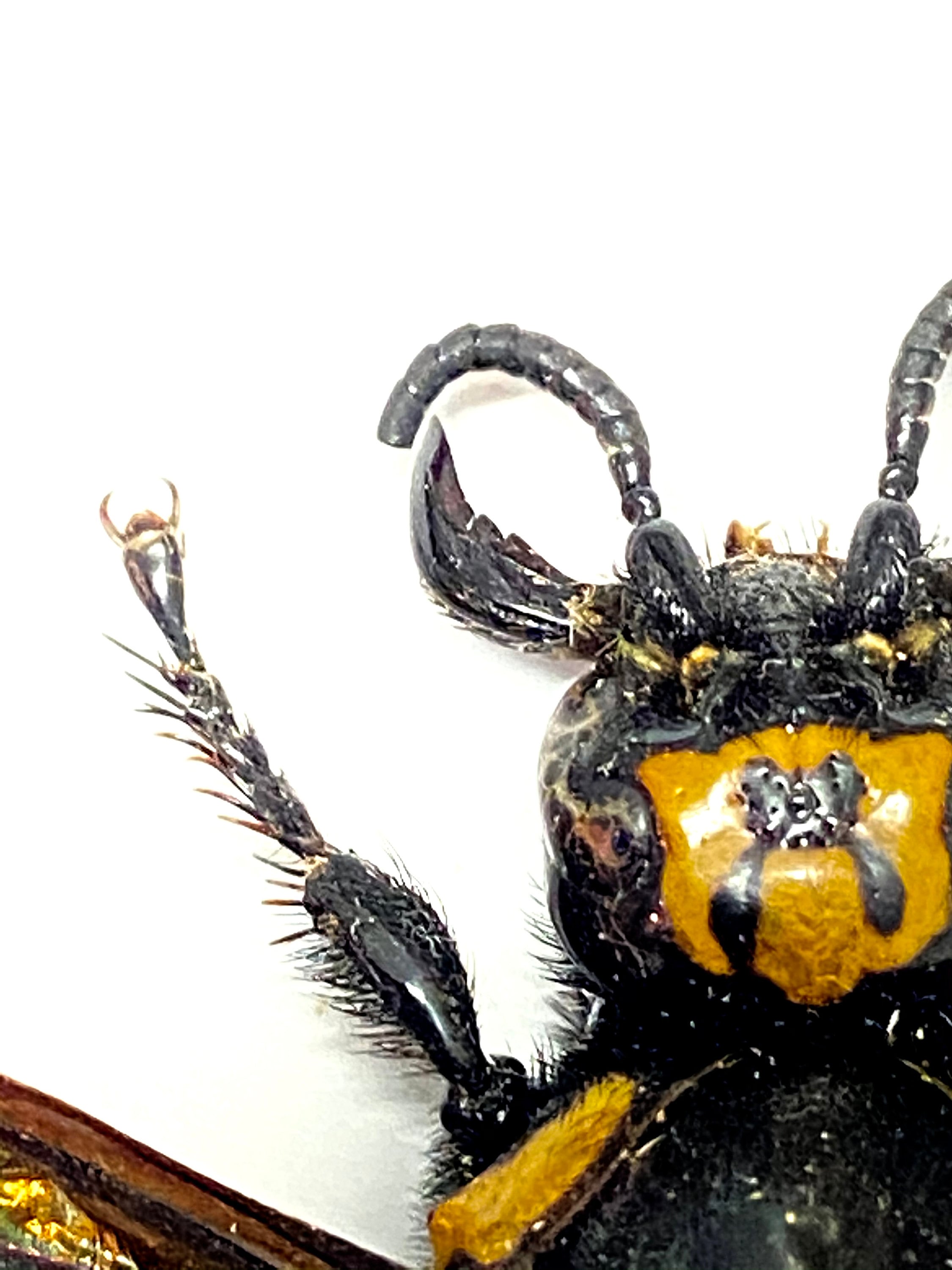 Giant Wasp,xxxl Megascolia Procer. Female. Real Specimen. - Etsy
