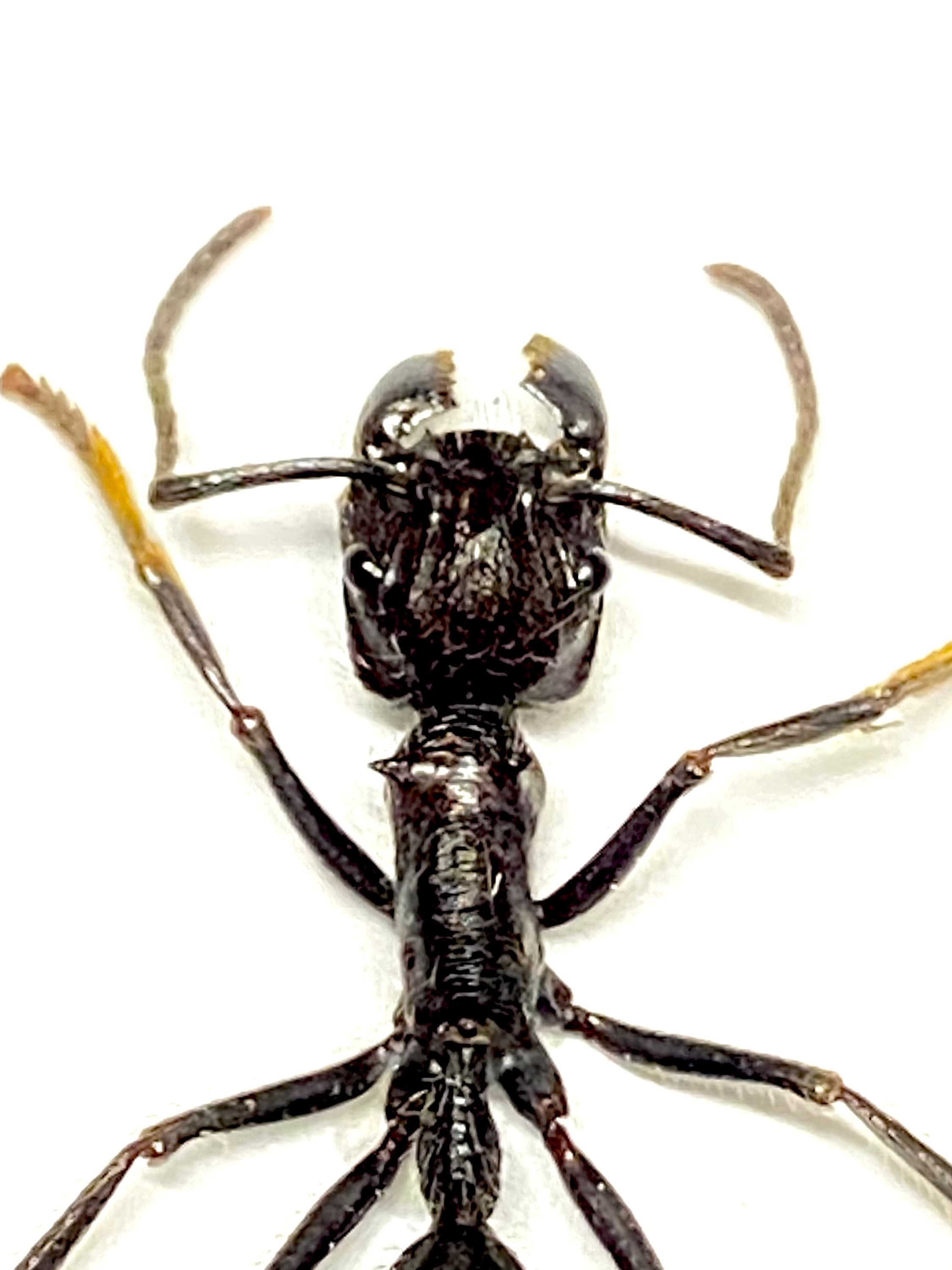 Ant Pattern Real Bullet Ant (paraponera Clavata) Real Specimen, Un-framed. Ant. Insect ...