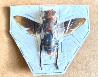 Giant Hornet. Vespidae. Mandarinia. Wasp. Bee. real specimen. Photography, collection, Art, Framing.