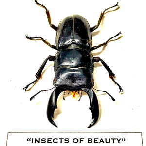 Giant Stag Beetle (Dorcus Titanus) real specimen
