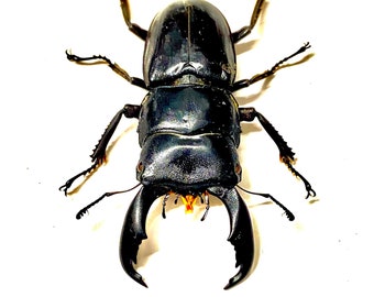 Giant Stag Beetle (Dorcus Titanus) real specimen