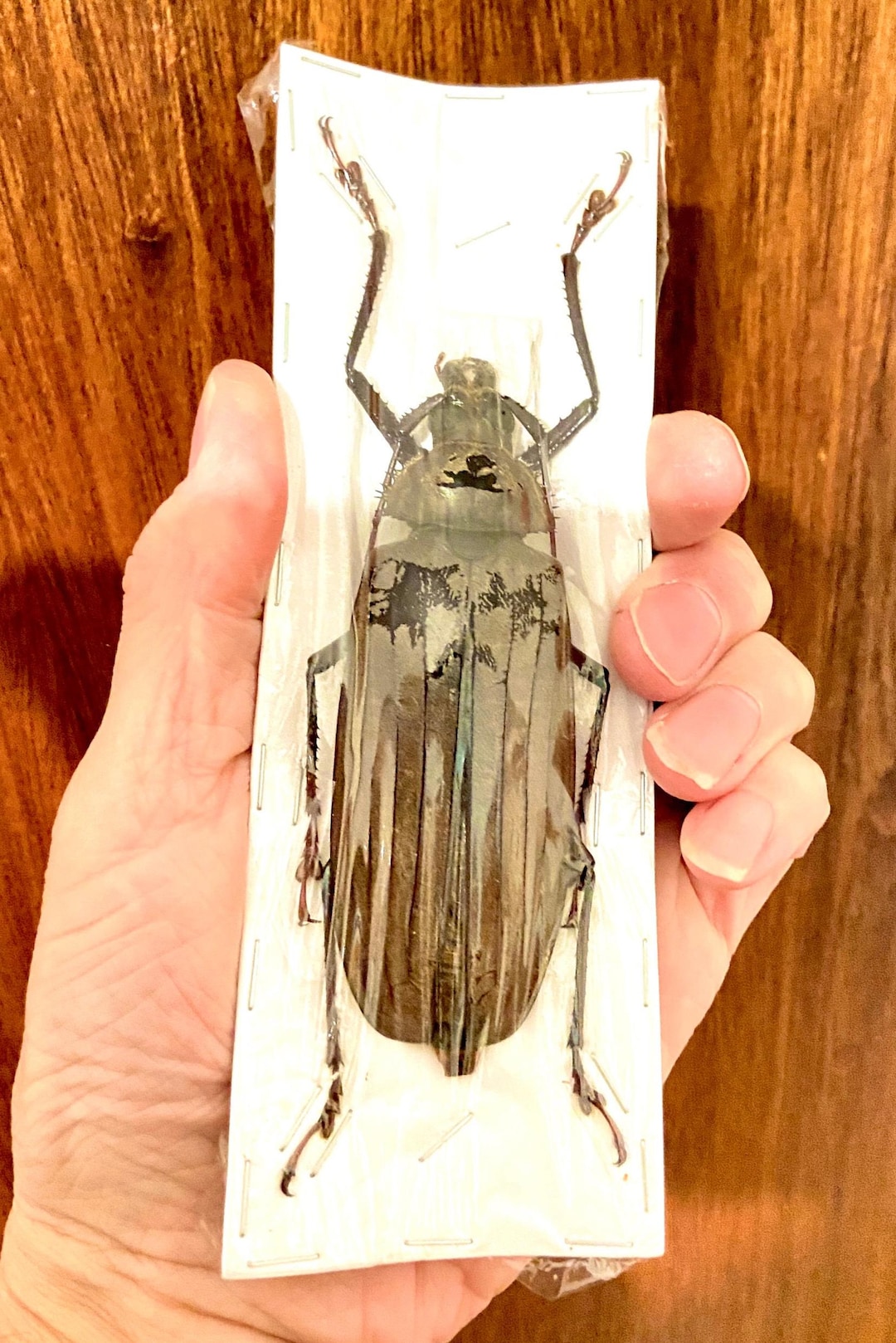 巨大なカミキリムシ（Xixuthrus sp）の実物標本。甲虫。美しい昆虫